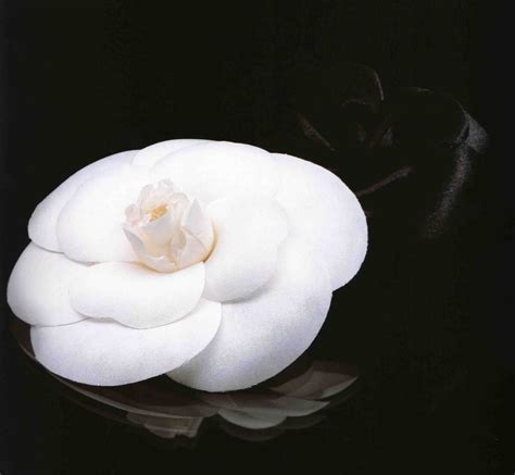 chanel smalto camelia|Chanel camellia flower.